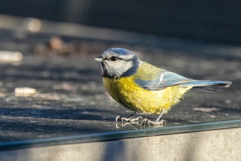 A blue tit on my garden table