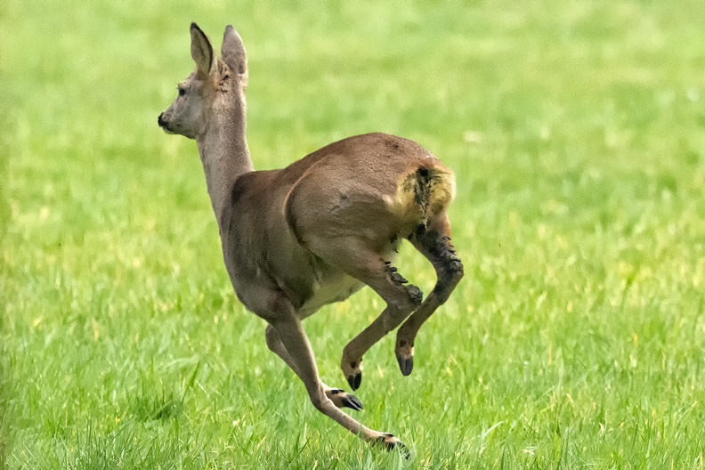 A roe deer running to the forest