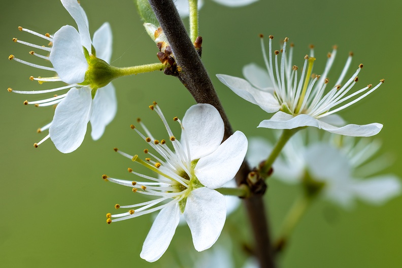 A branch of the blackthorn from my garden