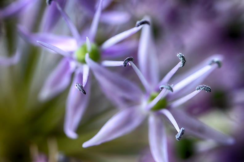 Another bouquet flower