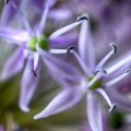Apr 09 - Purple