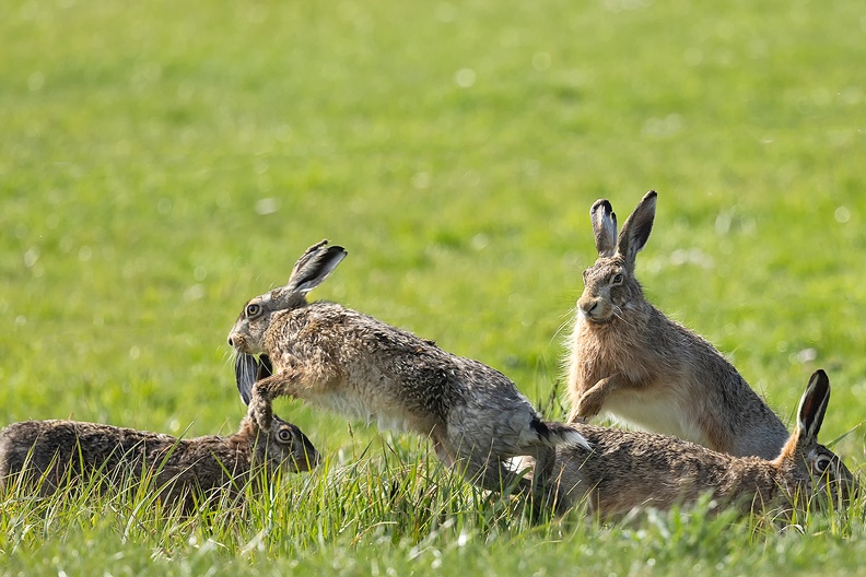 Hares playing in the field