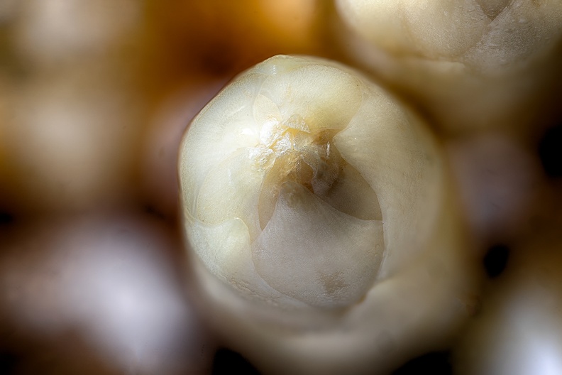 Top of a white asparagus. On the menu today