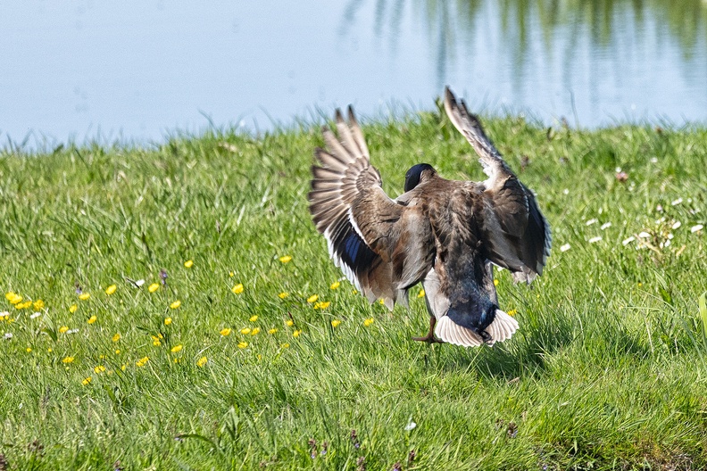 A duck in the field