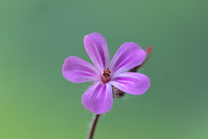 Herb-robert, picked from my garden