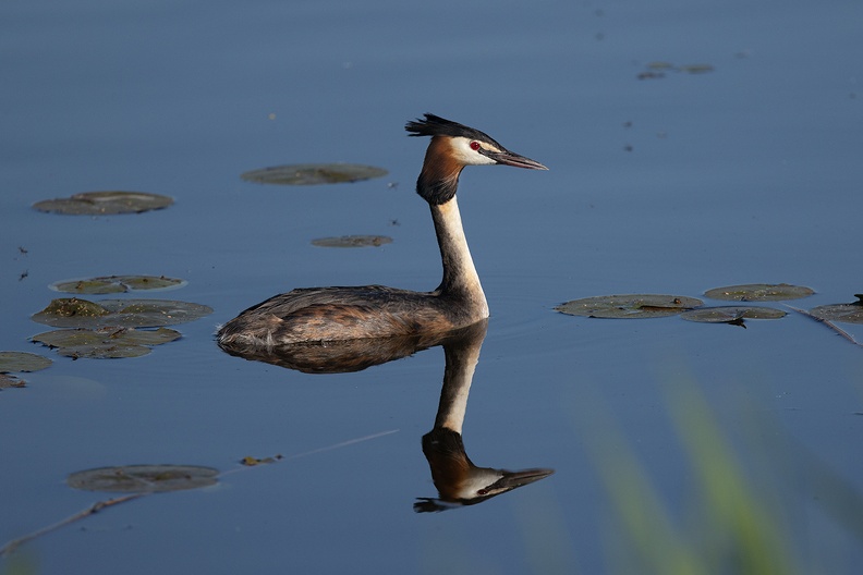 A great crested grebe in the morning