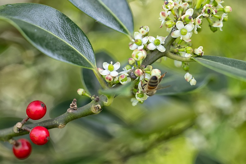 Blooming holly in my garden and a bee(?)