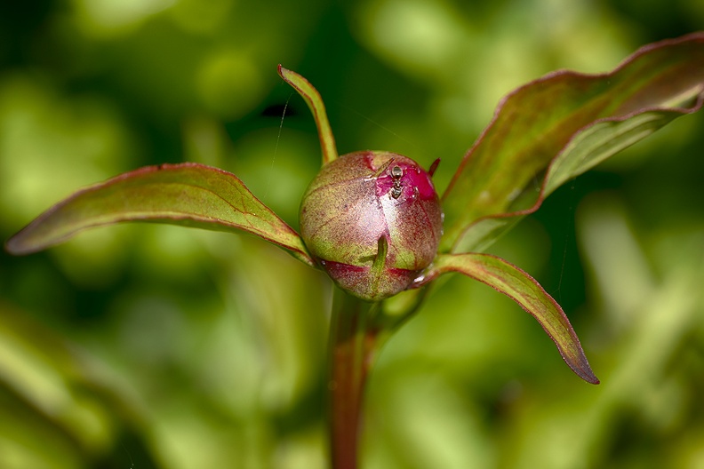A peony in my garden with an ant