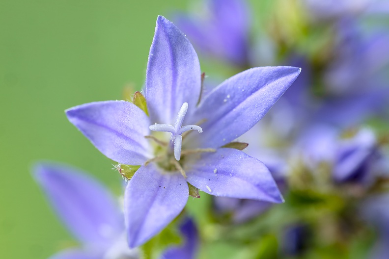 Flowering weed, picked from my garden
