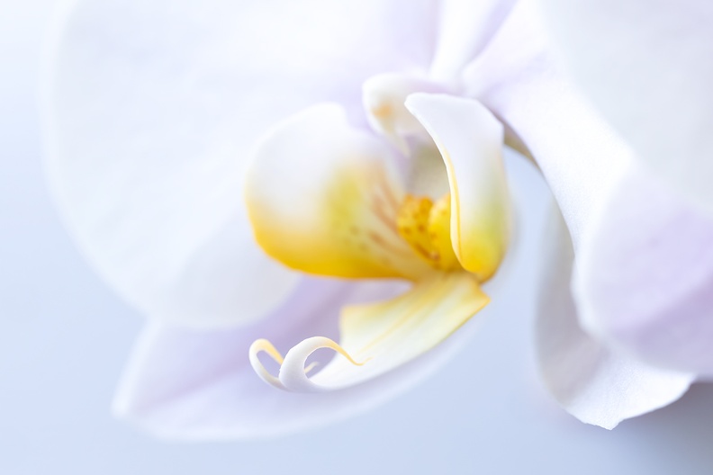 Portrait of an orchid