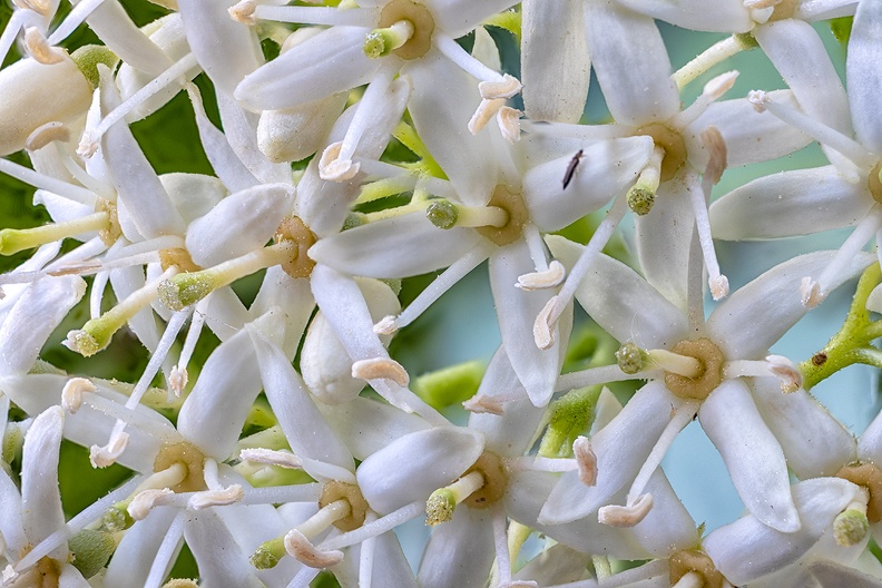 Little white flowers from my hedge. An insect also wanted to be in the picture