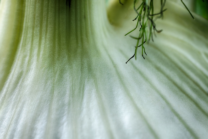 A fennel detail. On the menu tomorrow