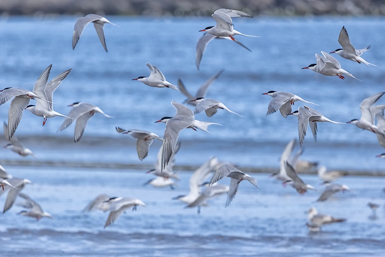 Common terns on IJmuiden beach