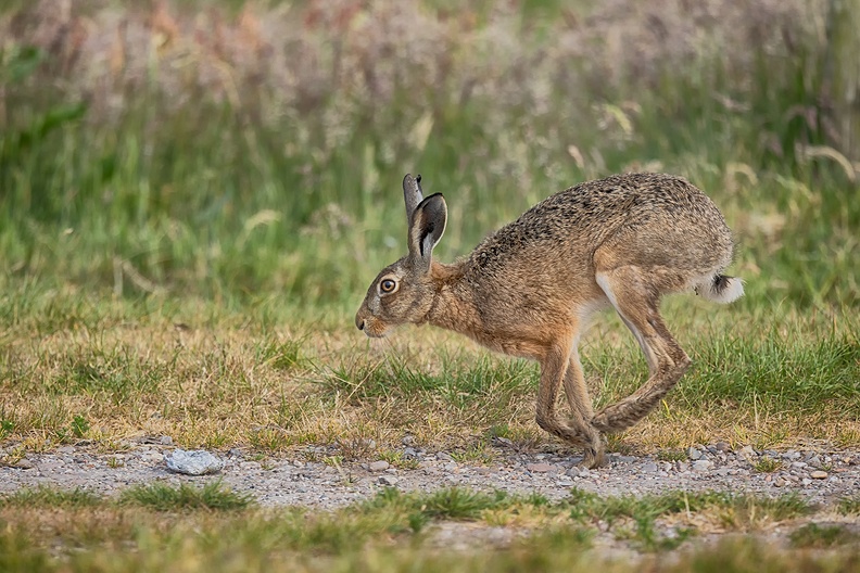 A hare in the field