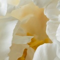 May 25 - A white one