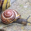 May 28 - Snail shells