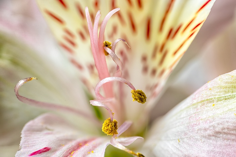 Detail of a flower in the house