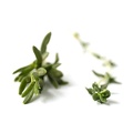 Jun 08 - Herbs