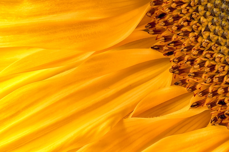 A sunflower detail (fresh flowers in the house)