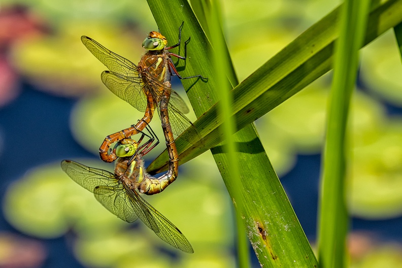Two dragonflies in the field