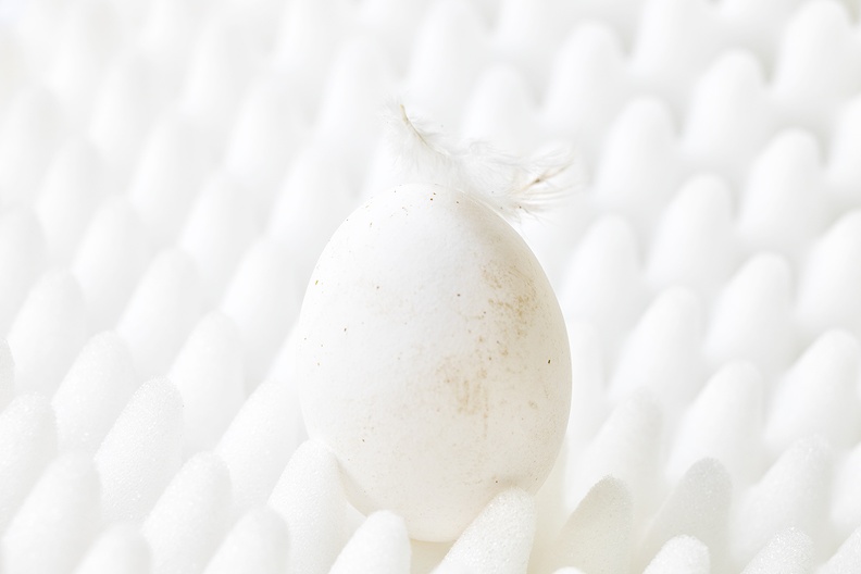 The white eggs weren't very clean, but tasted very well