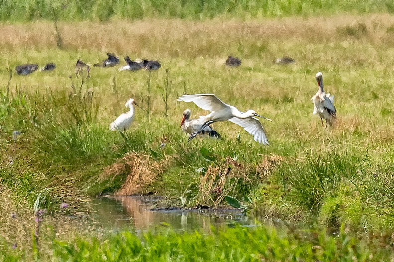 Spoonbills and storks far away in the field