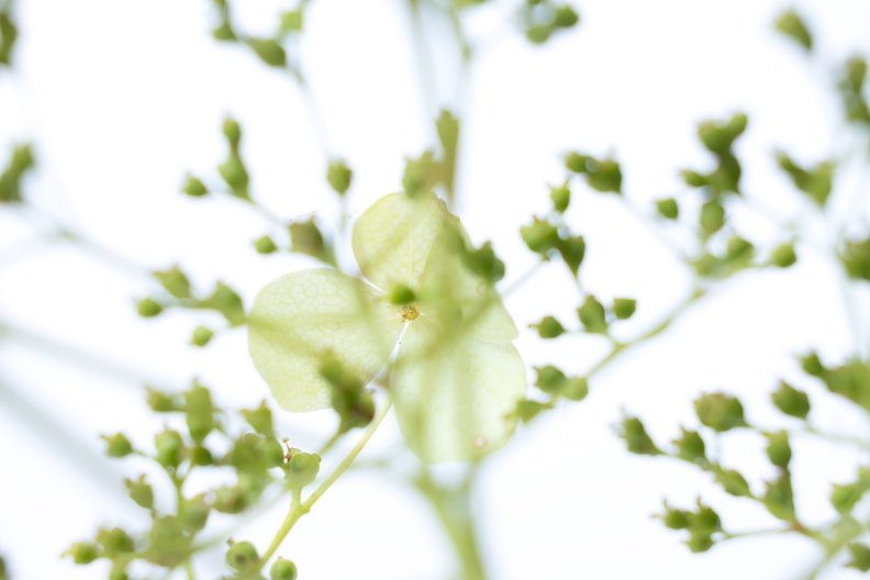 A flower picked from my garden
