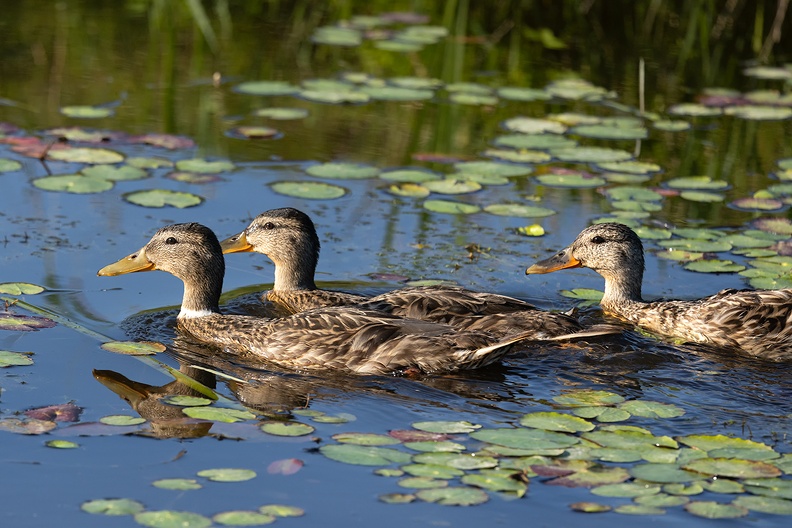Ducks in the morning