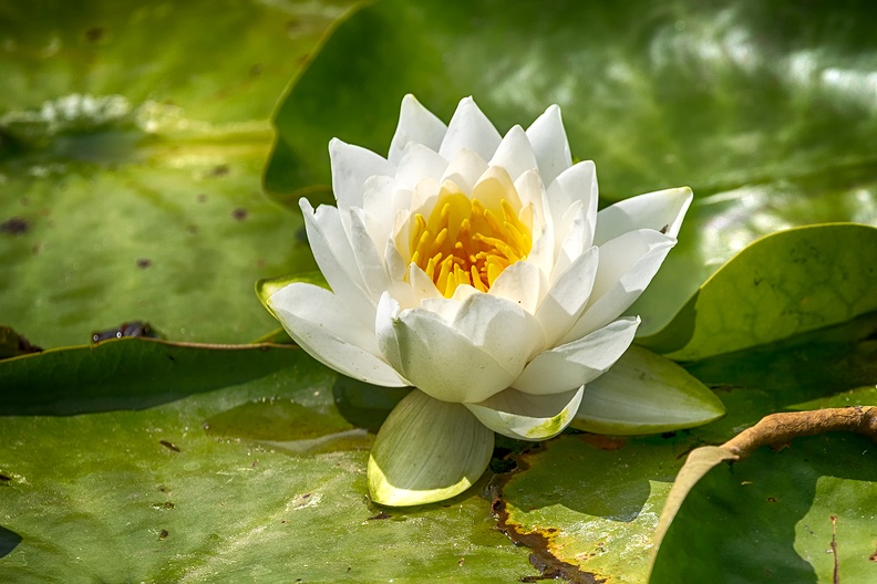 A blooming water lily in a ditch nearby