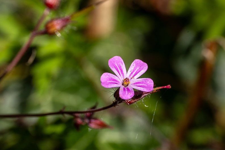 Herb-robert in my garden in the afternoon sun