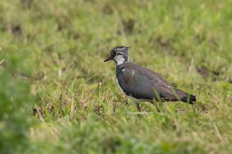 A northern lapwing in the field