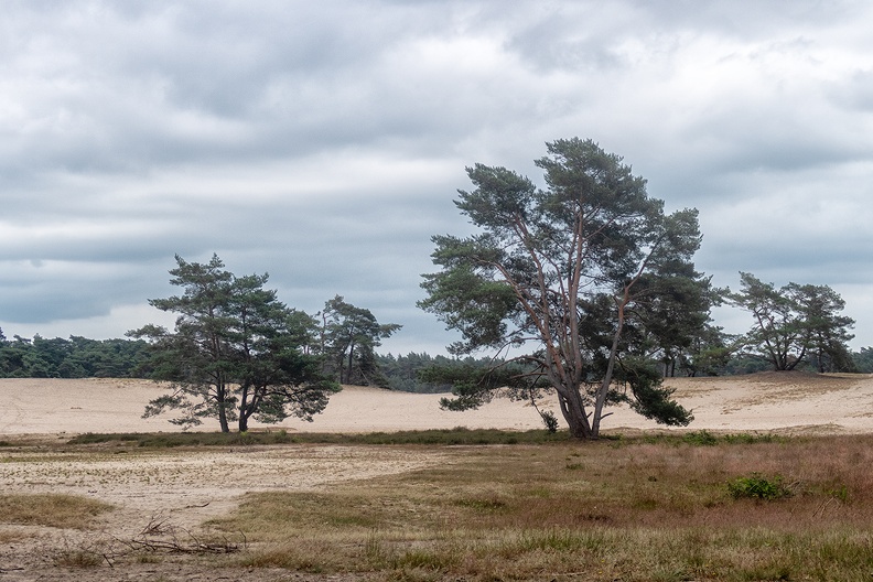 Sahara, a sand drift near Ommen (NL)