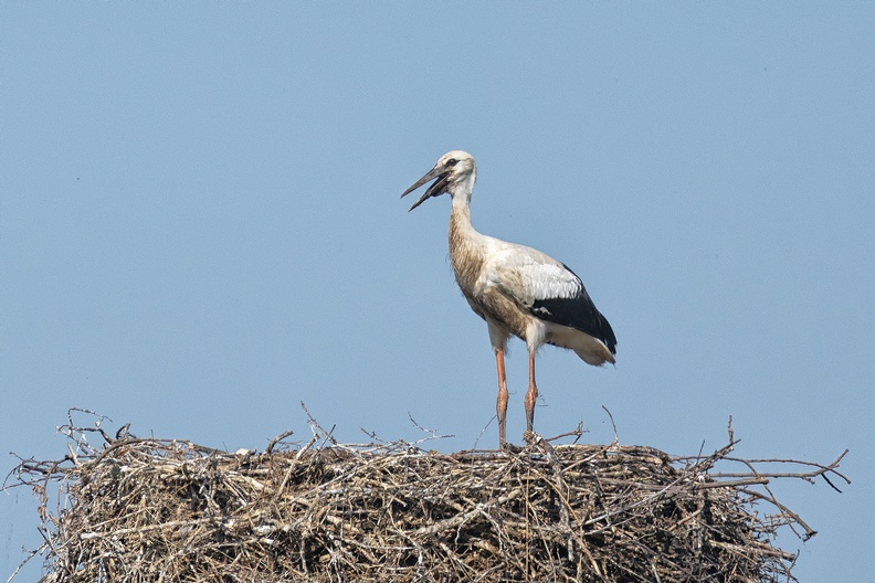 A stork on a sunny sunday morning