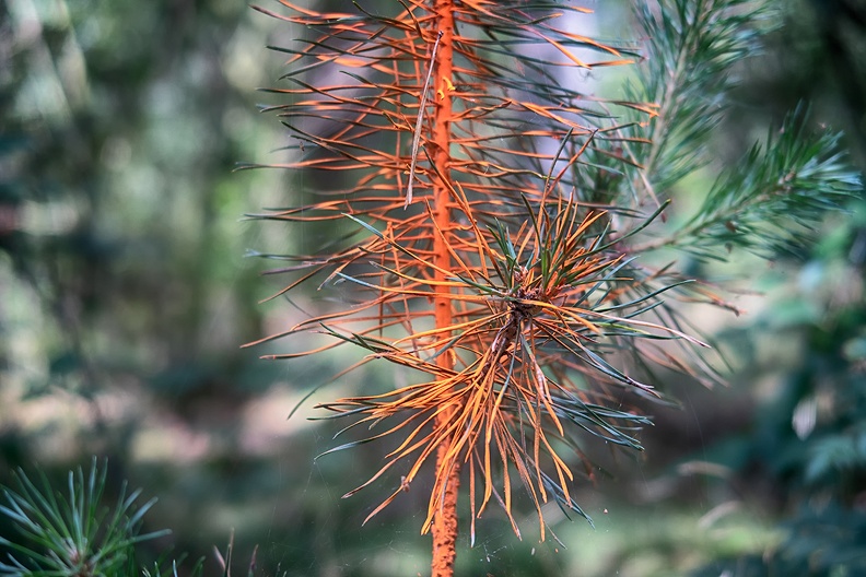 A small pine tree in the forest, marked to be removed