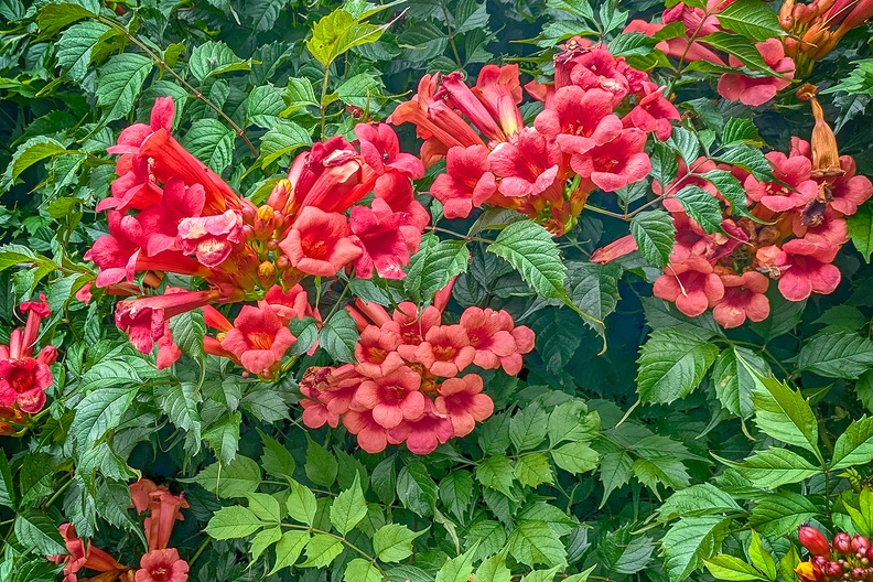 Trumpet vine in my garden