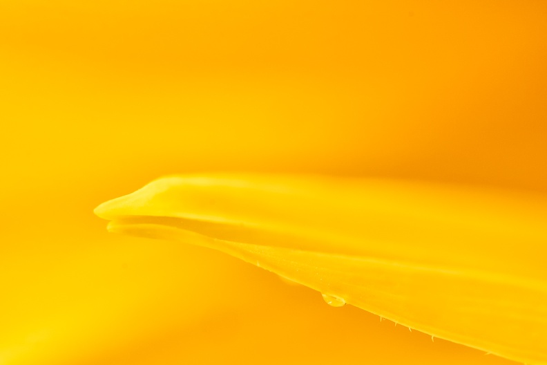 A sunflower detail