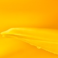 Jul 13 - Yellow