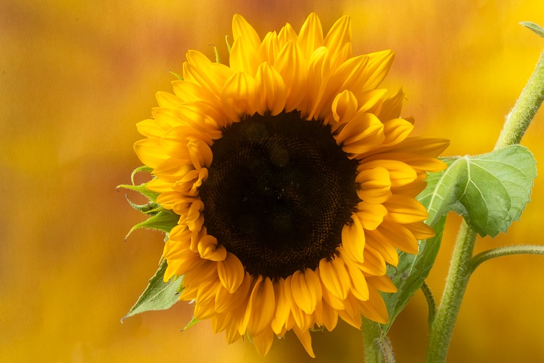 One of the fresh sunflowers in the house