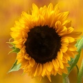 Jul 20 - Sunny look