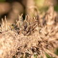Jul 22 - Roots
