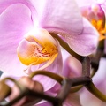 Jul 25 - Blooming