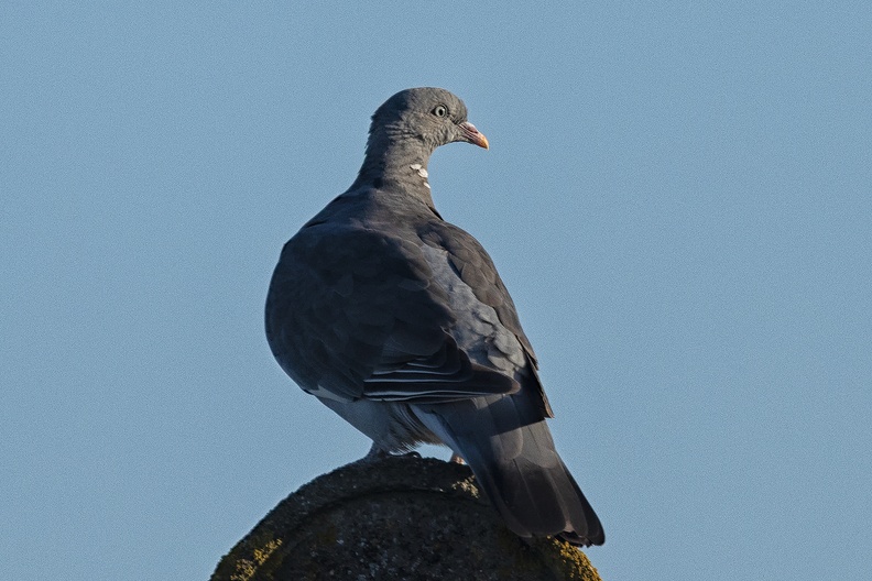 A pigeon in the early morning sun