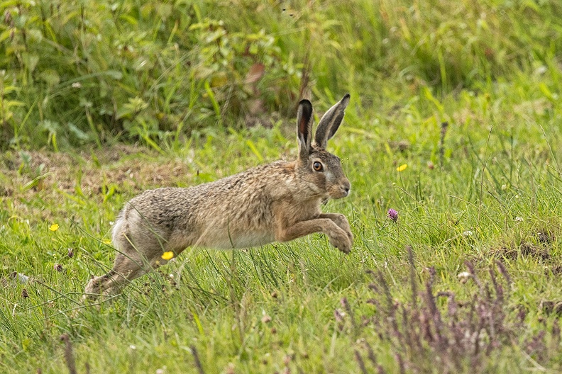 A hare in the field