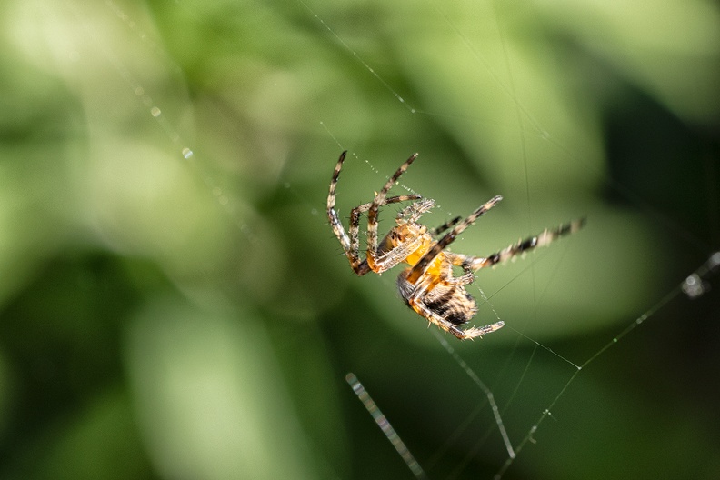 A spider is doing a good job in my garden