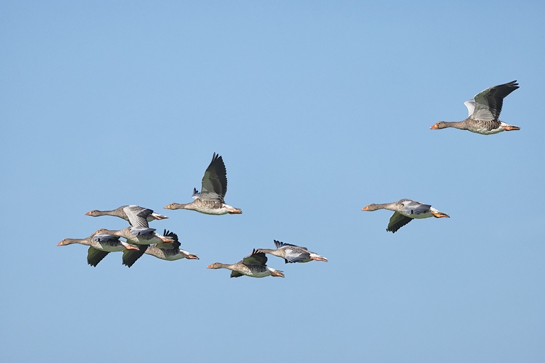 Flying geese in the morning