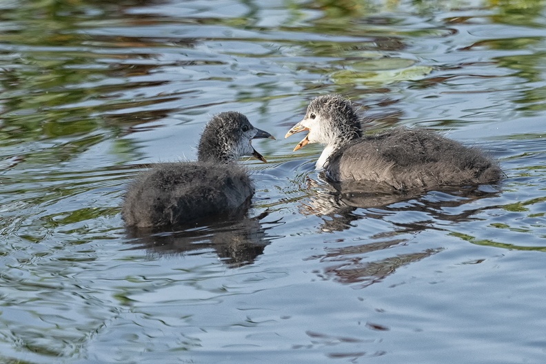 Two young coots