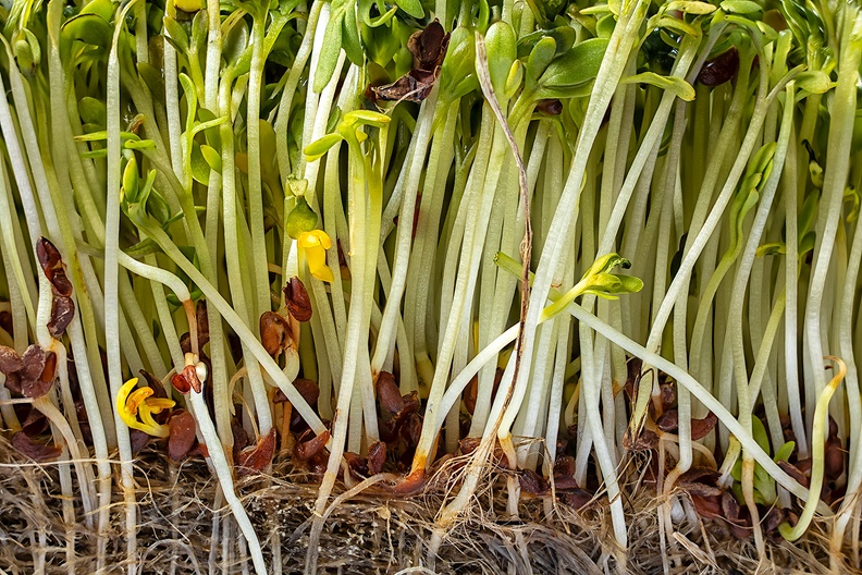 Leftover garden cress