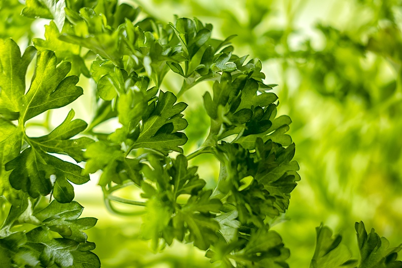 Fresh parsley in the house