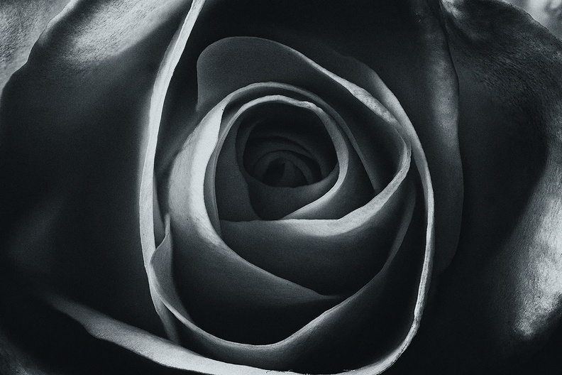 A yellow rose in B&W