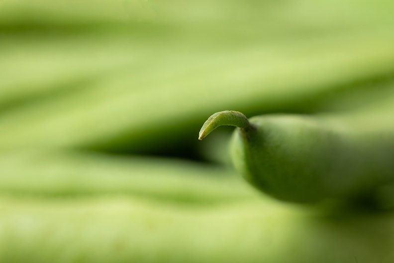 A green bean detail
